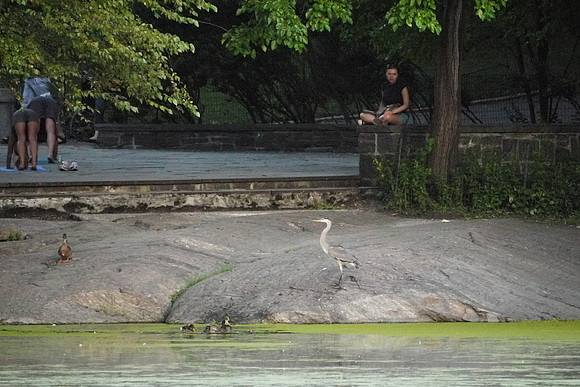 Turtle Pond