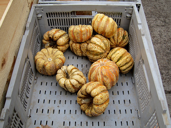 Squash, St. Stephen of Hungary Greenmarket, Yorkville