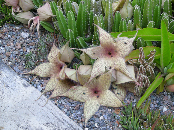Stapelia-gigantea-01