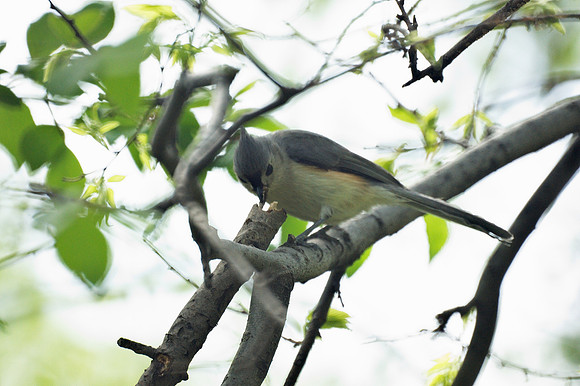 Tufted Titmouse, Central Park