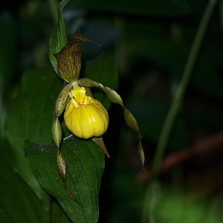 Wild Cypripedium , Central Park