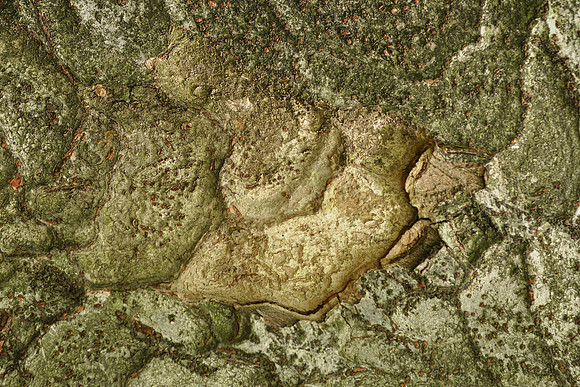 Tree bark, Brooklyn Botanic Garden