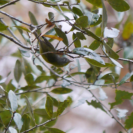 Nashville Warbler, Green Cay