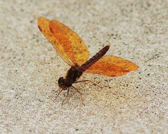 Eastern Amberwing dragonfly, Brooklyn Botanic Garden