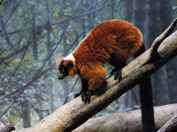 Red-ruffed Lemur, Bronx Zoo