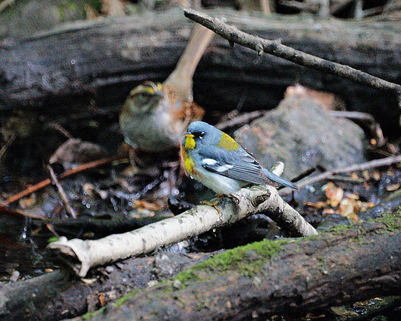 Northern Parula Warbler, Central Park