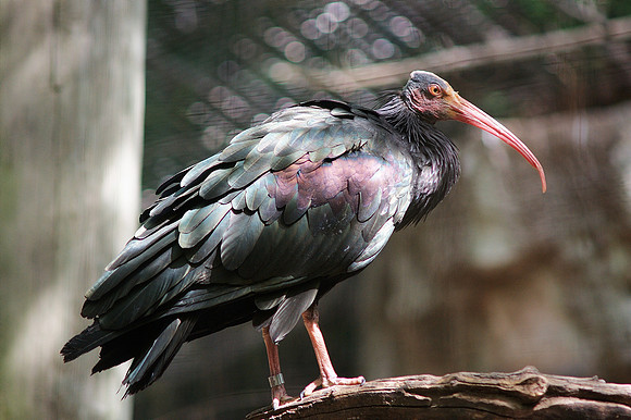 Waldrapp Ibis, Bronx Zoo