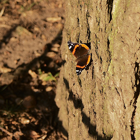 Red Admiral butterfly, Central Park