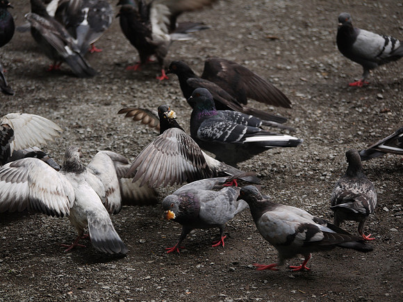 Pigeons, Theater District