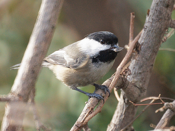 Black-Capped Chickadee, Central Park