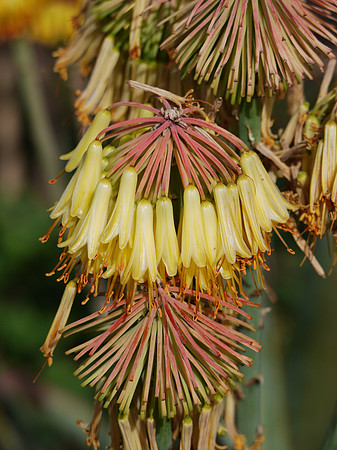 Aloes