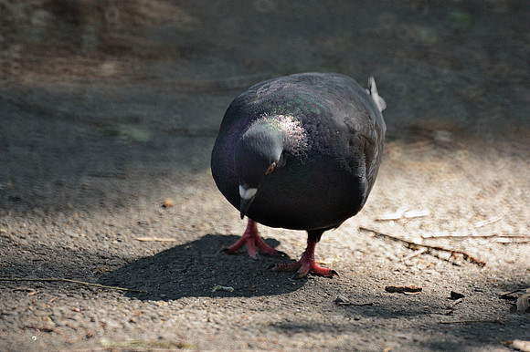 Pigeon working