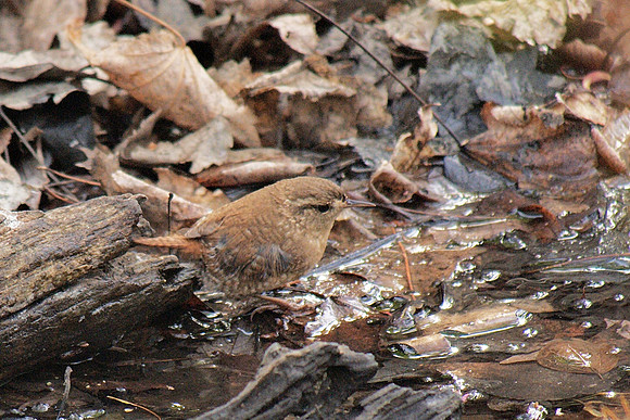 Winter Wren, Central Park