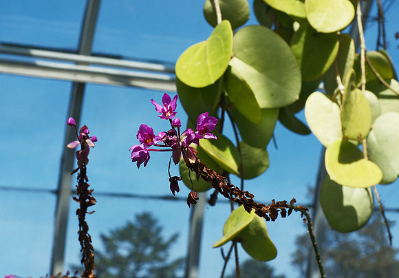 Haupt Conservatory, NY Botanical Garden