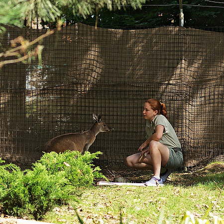conversing with the wallaby
