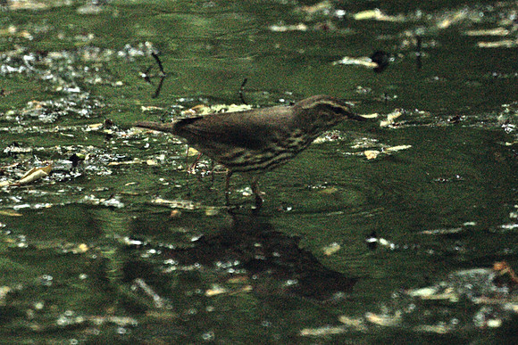 Northern Waterthrush