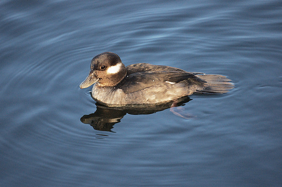 Bufflehead, Central Park