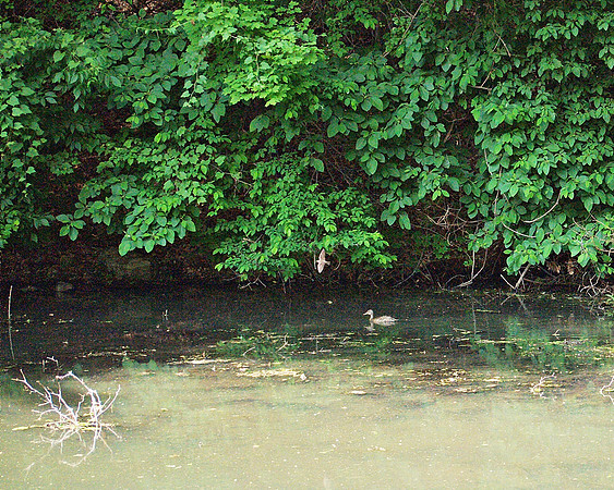Duck and Swallow, Sunnyside