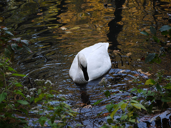 Swan, Bronx Zoo