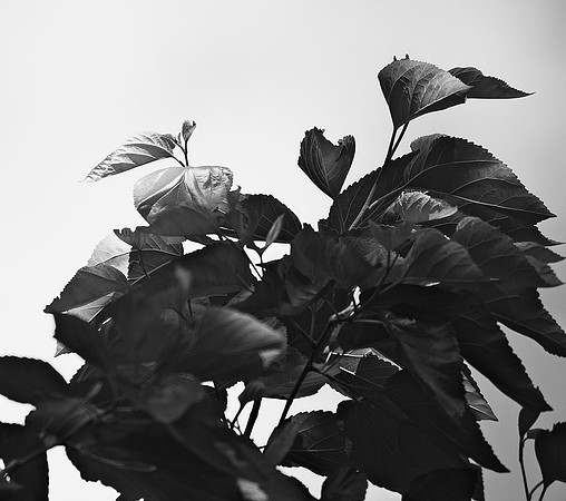 Leaves
