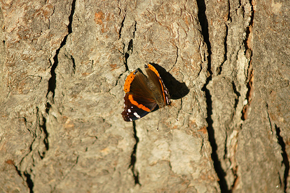 Red Admiral butterfly, Central Park