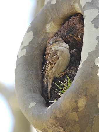 Sparrow at home, Central Park