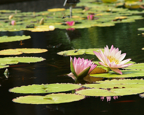 Water lilies and dragonflies