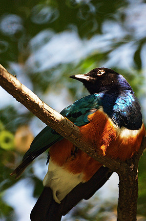 Superb Starling