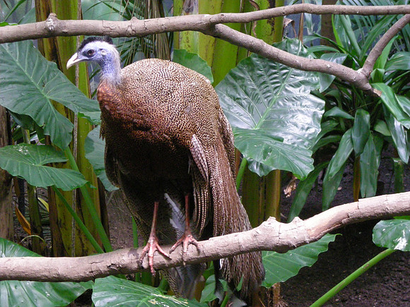 Noble Bird