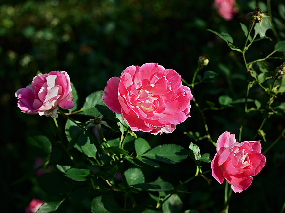 fall roses