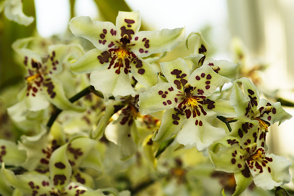 Beallara Tahoma Glacier