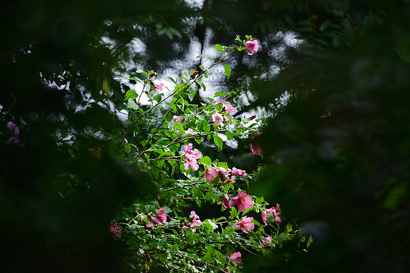hidden garden