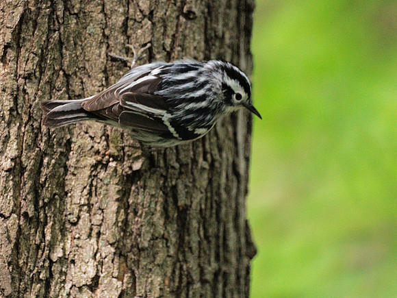Black and White Warbler, Central Park