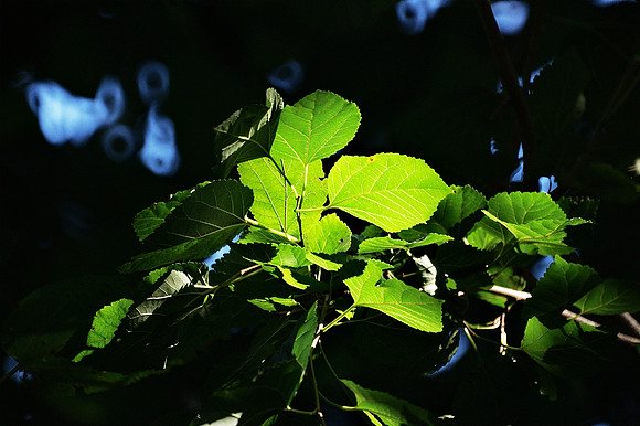 Leaves, Central Park