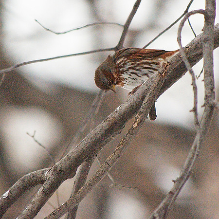 Sparrow on the bias