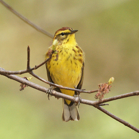 Palm Warbler, NY Botanical Garden