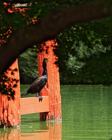 Cormorant, Brooklyn Botanic Gardern