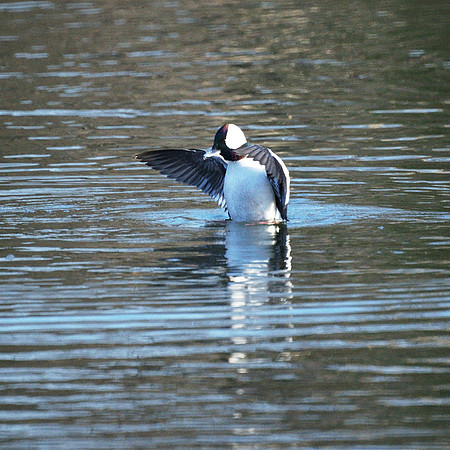 Bufflehead duck
