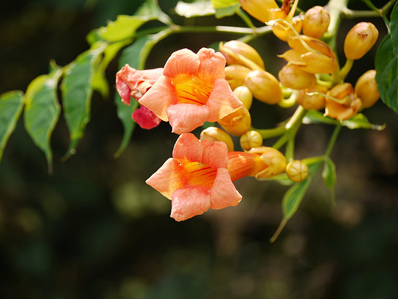 Brooklyn Botanic Garden