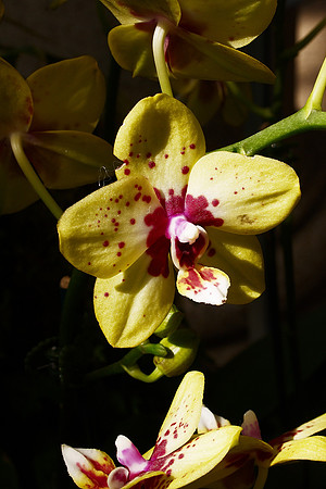 Phalaenopsis Yellow Dot
