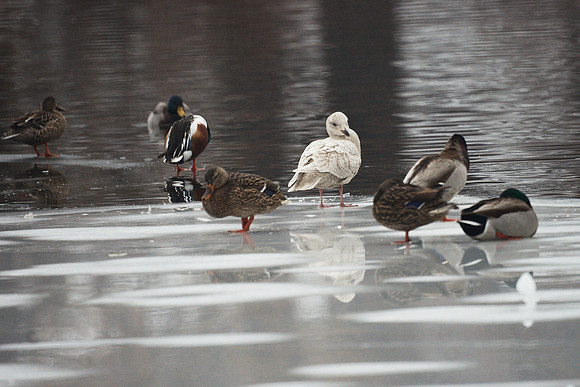 Iceland Gull and ducks, Central Park Lake