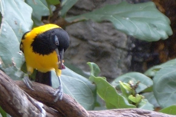 Troupial snacking