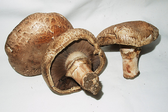 Mushrooms