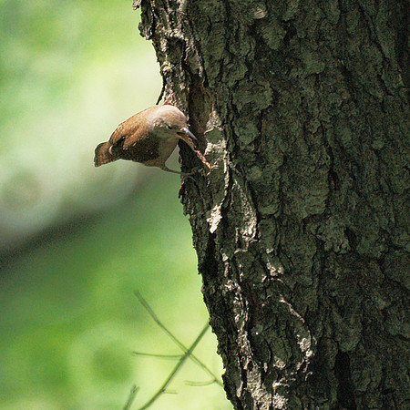 House Wren, Central park