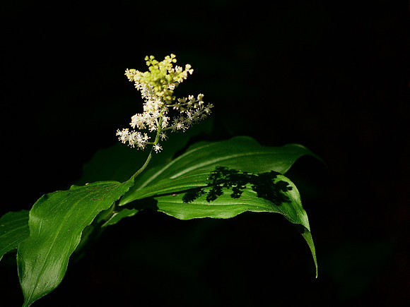 False Solomon's Seal; Real Shadows