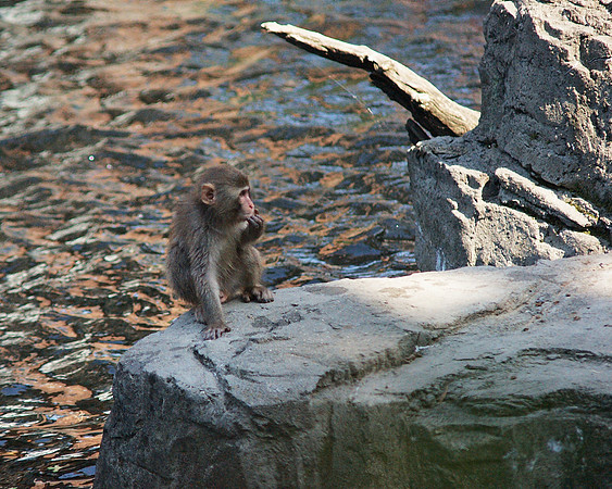 Contemplative baby snow monkey