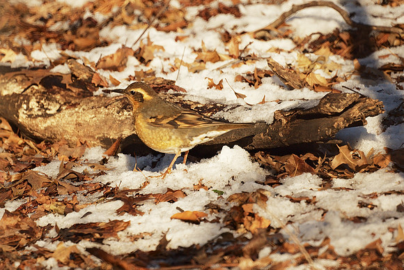 Varied Thrush, Central Park