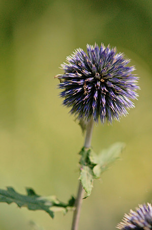 Echinops