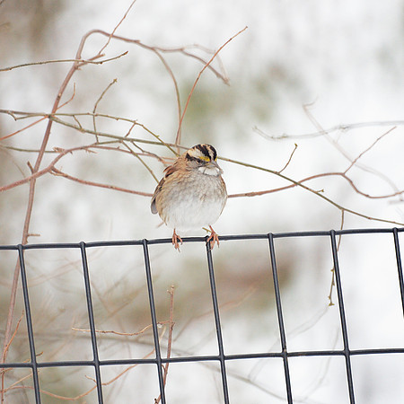 White-Throated Sparrow, Central Park