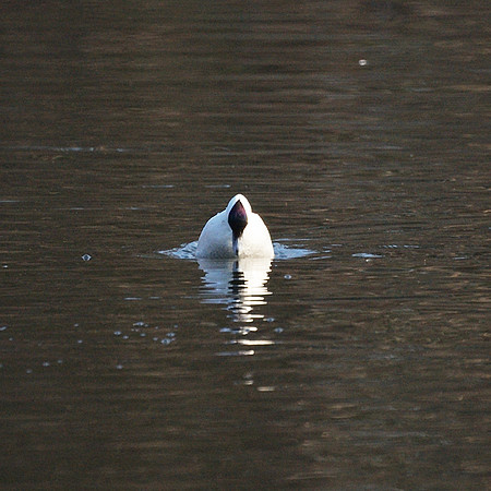 Bufflehead about to dive